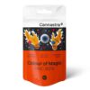 Cannastra-HHC-Blume-Farbe-der-Magie